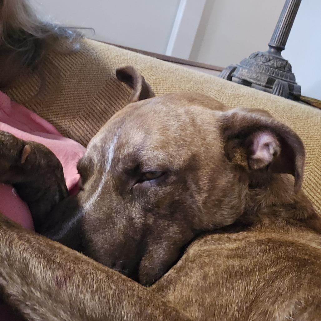 Enlarge Cowboy Charlie, a Adoptable Pit Bull Terrier in Dallas, TX image 2/4