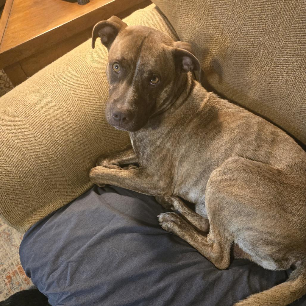 Enlarge Cowboy Charlie, a Adoptable Pit Bull Terrier in Dallas, TX image 3/4