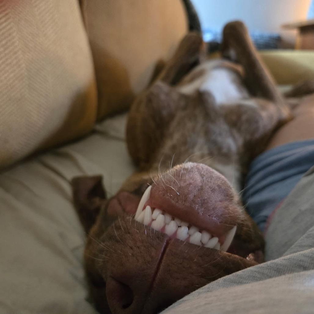 Enlarge Cowboy Charlie, a Adoptable Pit Bull Terrier in Dallas, TX image 4/4