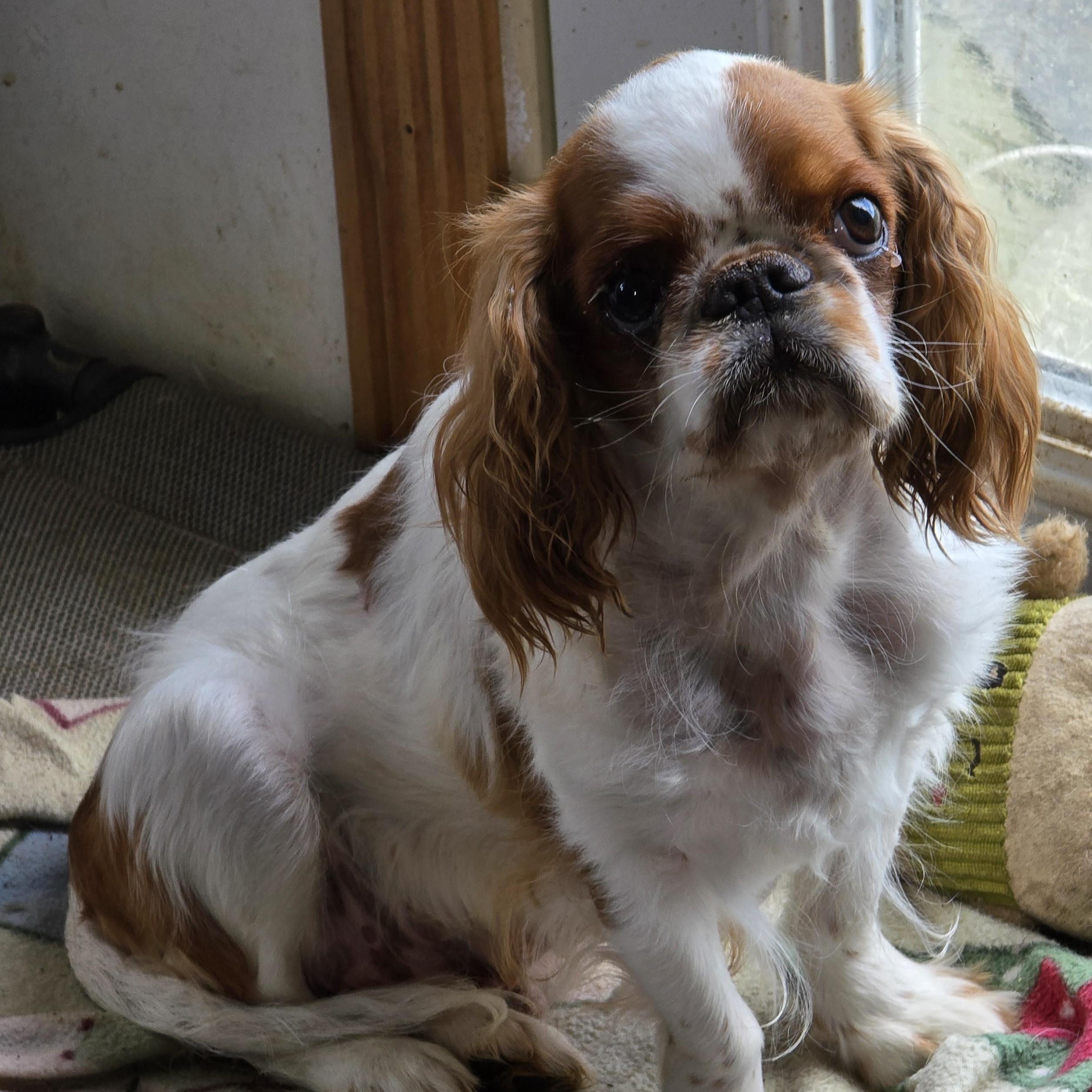 Enlarge Bailey, a ADOPTABLE Cavalier King Charles Spaniel in Zaleski, OH image 1/2