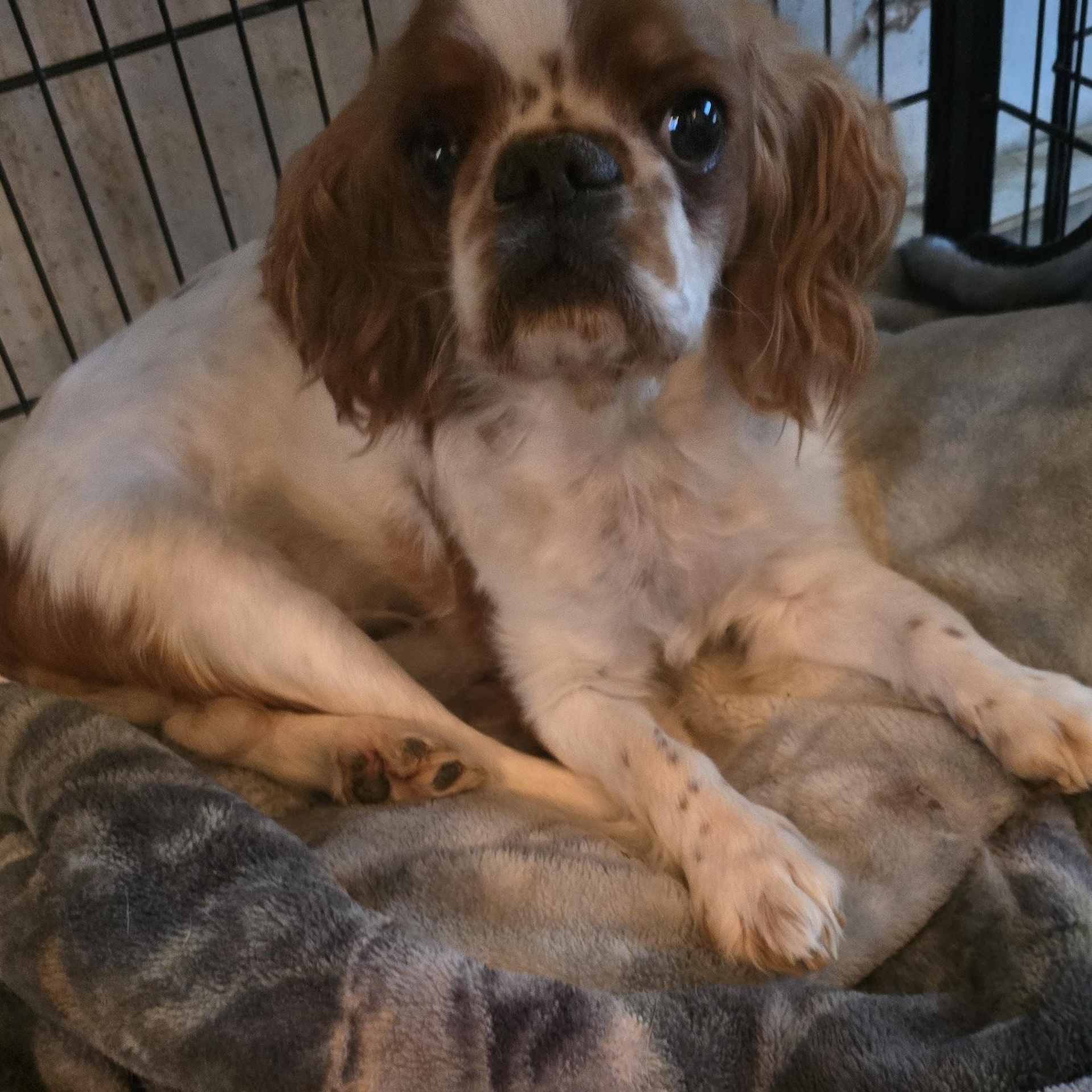 Enlarge Bailey, a ADOPTABLE Cavalier King Charles Spaniel in Zaleski, OH image 2/2
