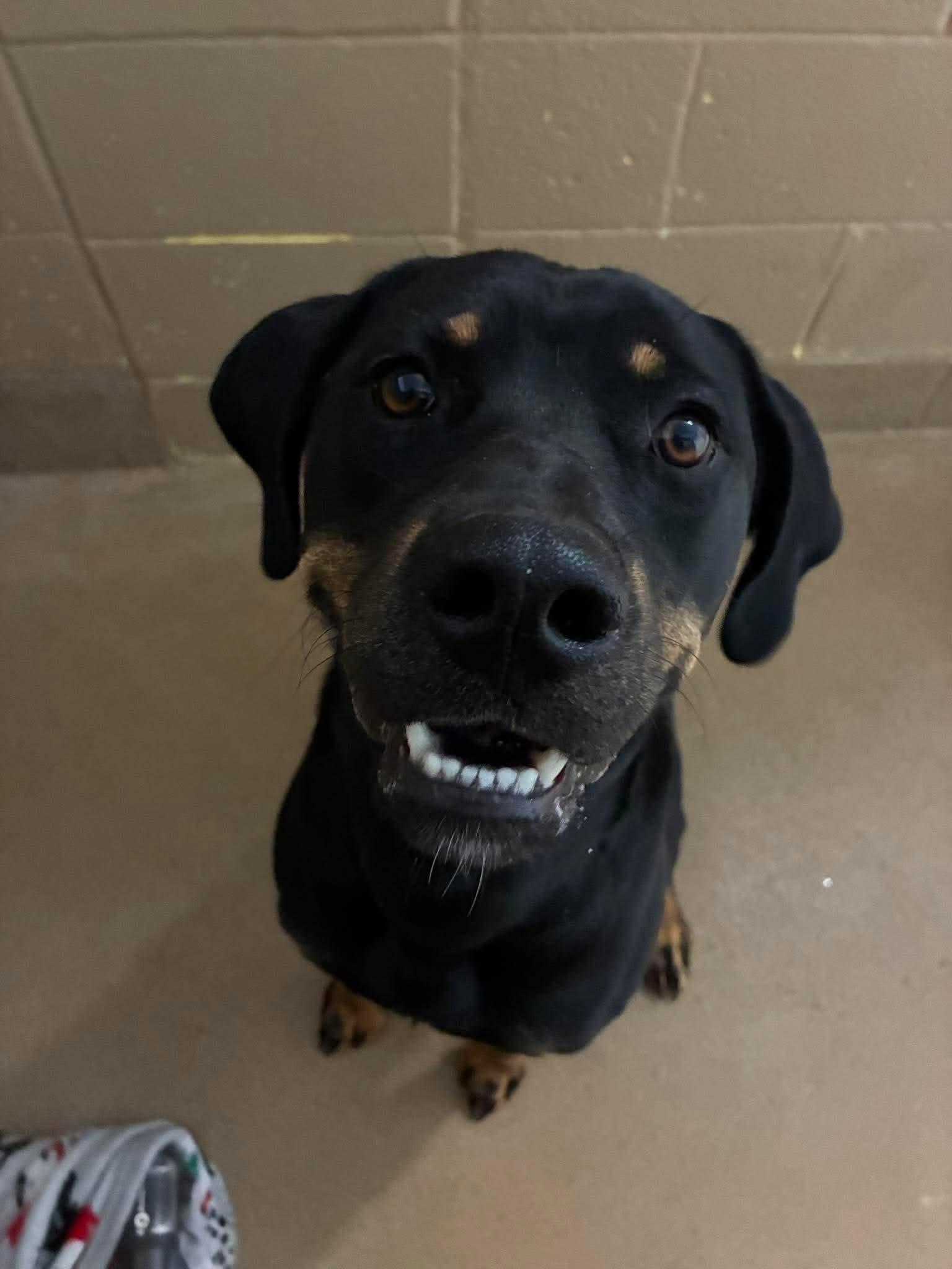 Ray, Adoptable, Young Male Labrador Retriever.