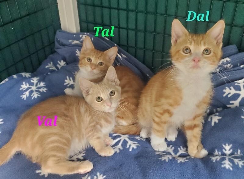 Enlarge Tal, a Adoptable Domestic Short Hair in Diamond Springs, CA image 2/5