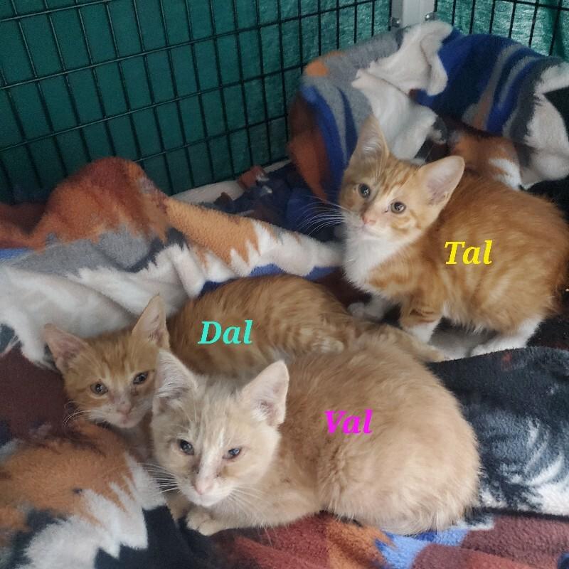 Enlarge Tal, a Adoptable Domestic Short Hair in Diamond Springs, CA image 3/5