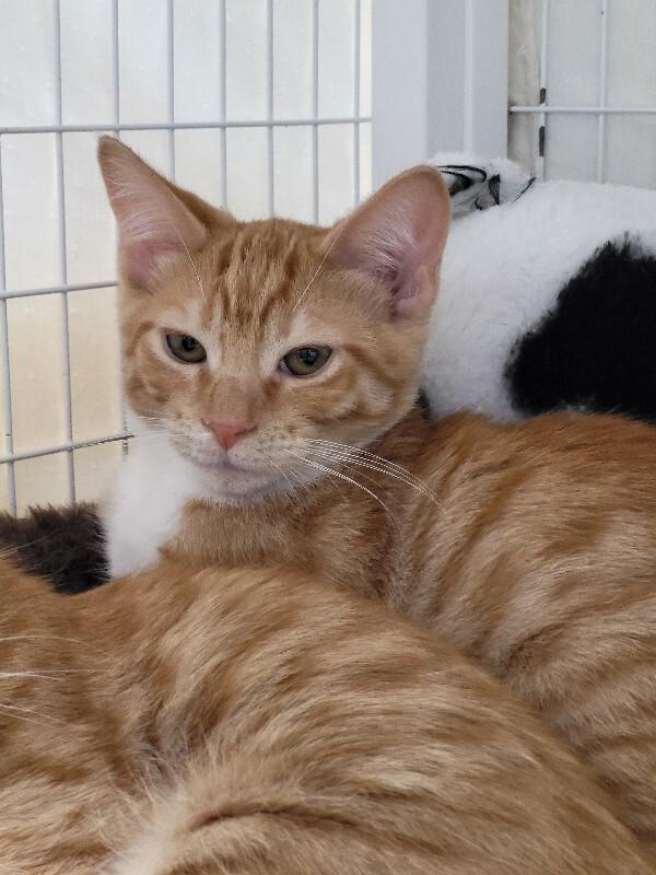Enlarge Tal, a Adoptable Domestic Short Hair in Diamond Springs, CA image 4/5