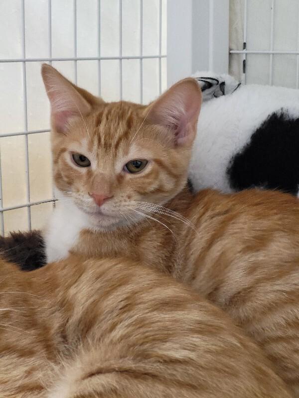 Enlarge Tal, a Adoptable Domestic Short Hair in Diamond Springs, CA image 5/5