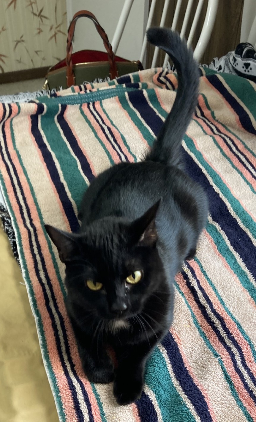 SIMBA, a Adoptable Domestic Short Hair in Crystal River, FL image 2/3