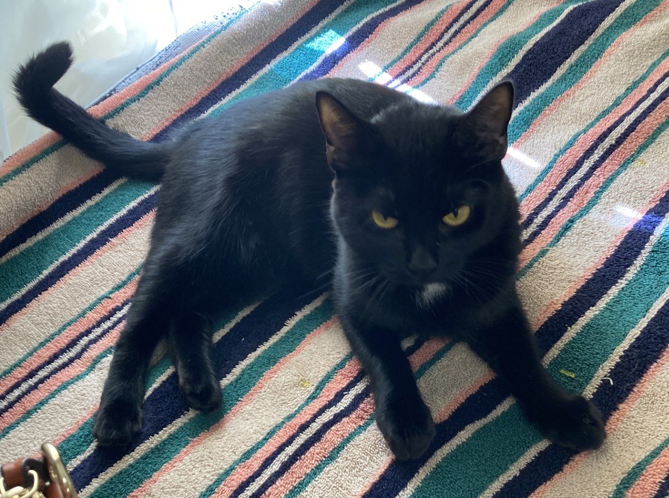 SIMBA, a Adoptable Domestic Short Hair in Crystal River, FL image 3/3