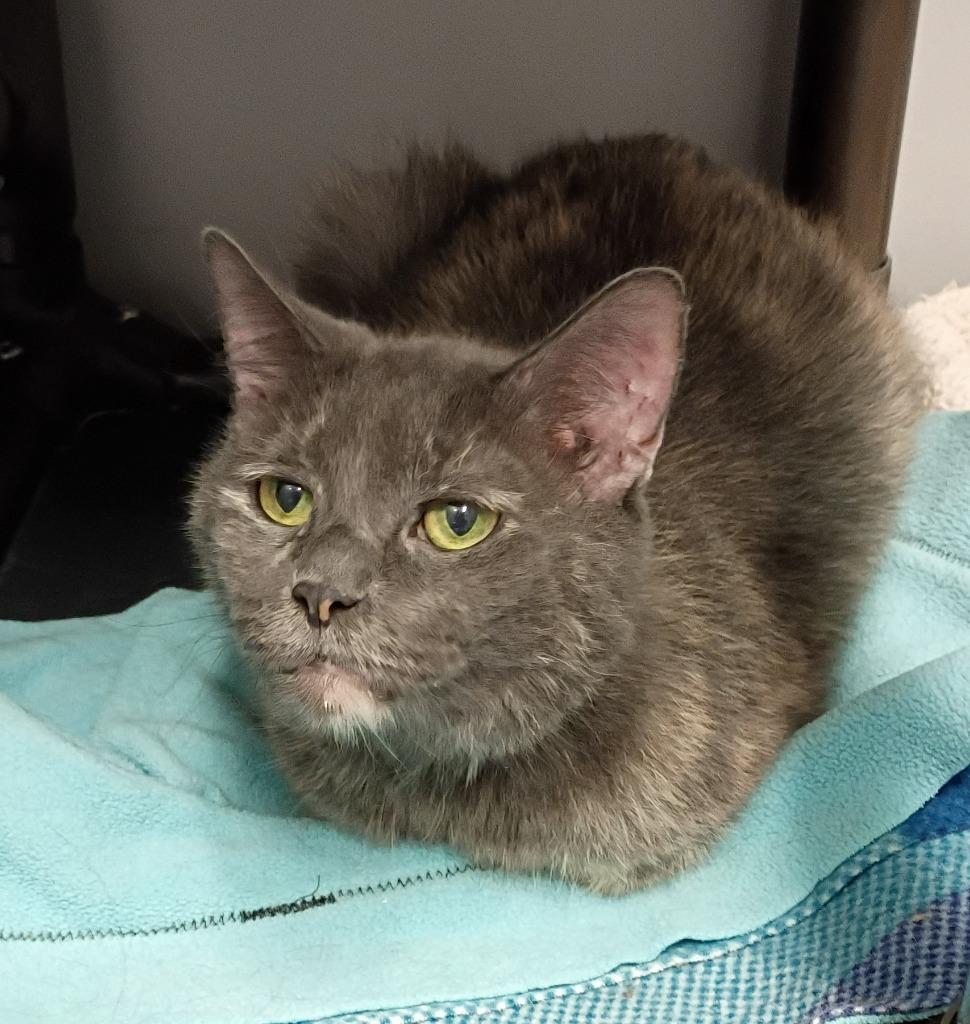 Enlarge Roxie (front declawed senior), a Adopted mixed breed in Rockford, IL image 1/1