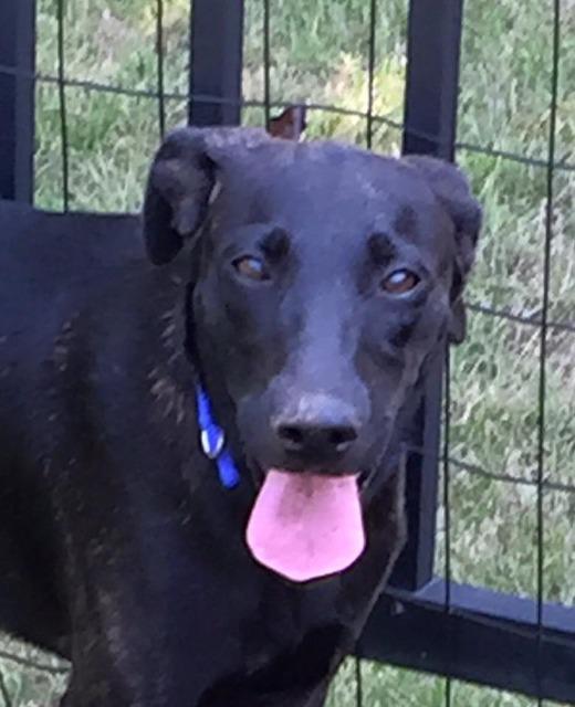 Betsy, Adoptable, Senior Female Labrador Retriever & Italian Greyhound.