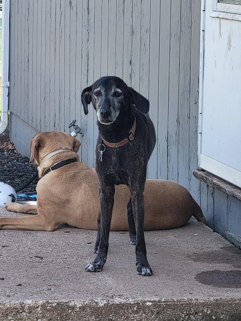 Betsy, a Adoptable mixed breed in Fond Du Lac, WI image 2/5