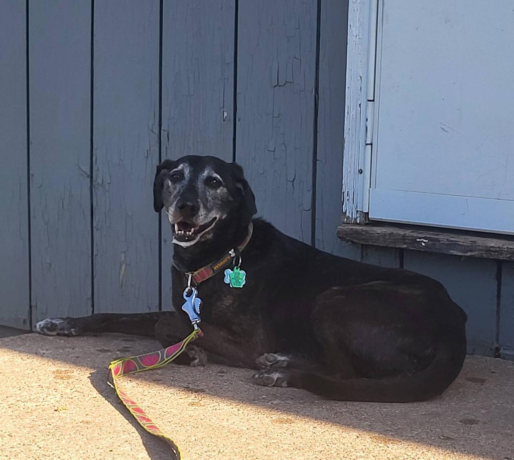 Betsy, a Adoptable mixed breed in Fond Du Lac, WI image 3/5