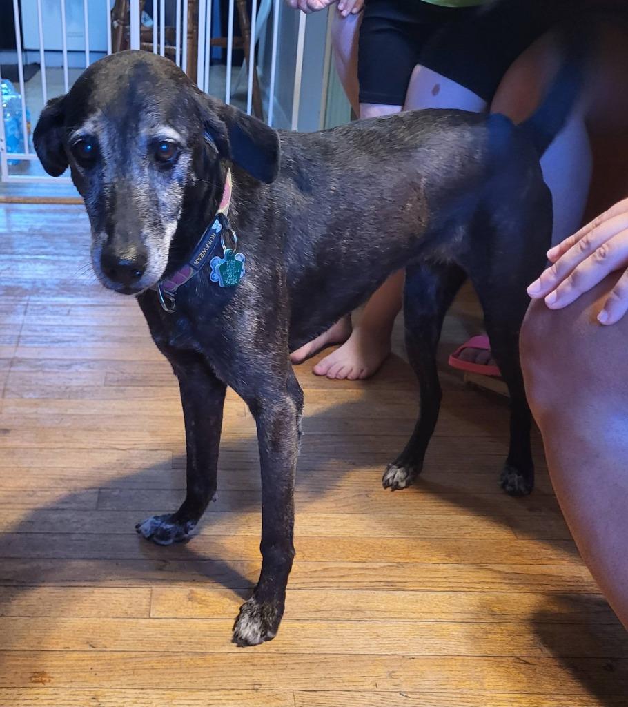 Betsy, a Adoptable mixed breed in Fond Du Lac, WI image 5/5