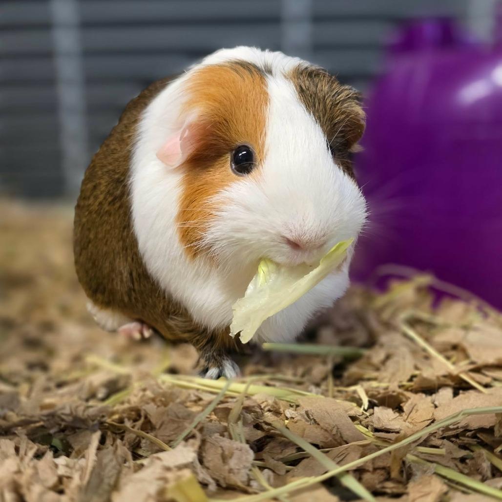 Velvet, Adoptable, Young Female Guinea Pig.