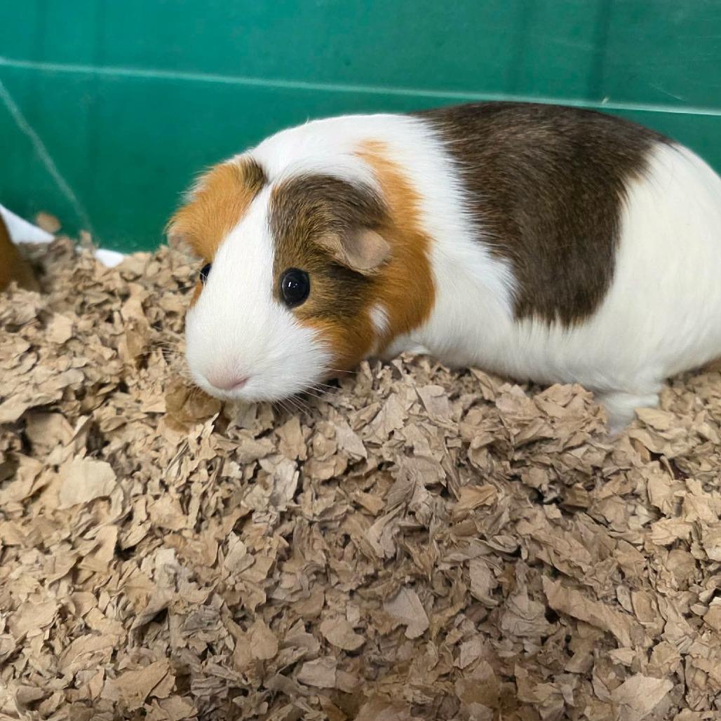 Enlarge Velvet, a Adoptable Guinea Pig in Jackson, MO image 2/3