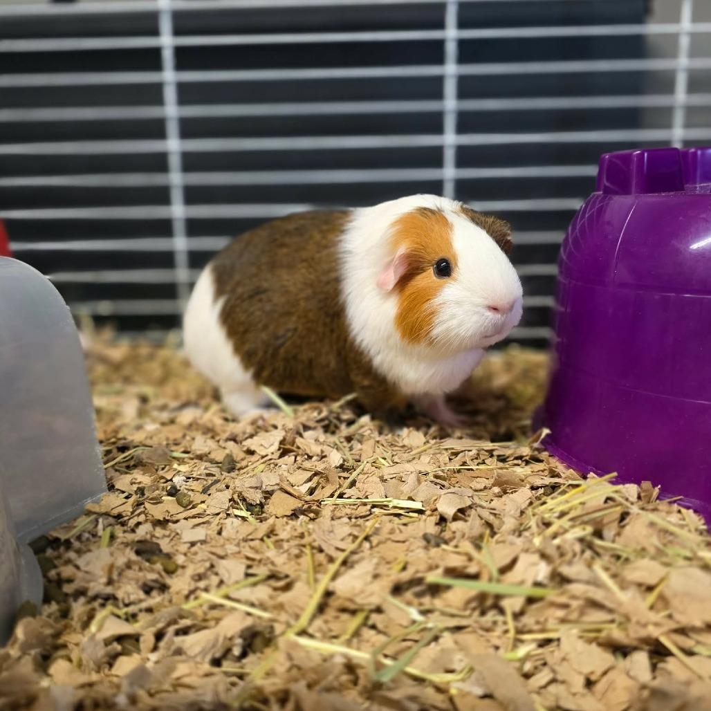 Enlarge Velvet, a Adoptable Guinea Pig in Jackson, MO image 2/2