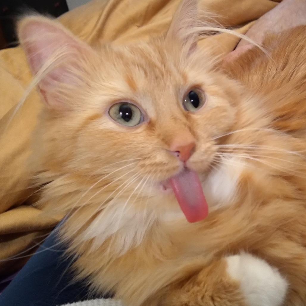 Enlarge Brandy (c2025), a Adoptable Domestic Long Hair in Skokie, IL image 1/6