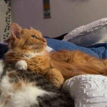 Brandy (c2025), Adoptable, Adult Female Domestic Long Hair.