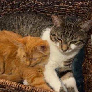 Brandy (c2025), a Adoptable Domestic Long Hair in Skokie, IL image 2/6