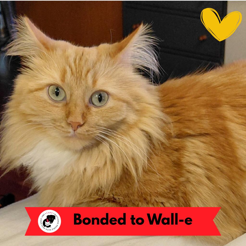 Brandy (c2025), a Adoptable Domestic Long Hair in Skokie, IL image 3/6