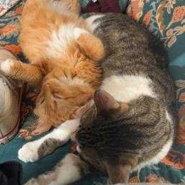 Brandy (c2025), a Adoptable Domestic Long Hair in Skokie, IL image 4/6