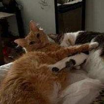 Brandy (c2025), a Adoptable Domestic Long Hair in Skokie, IL image 5/6