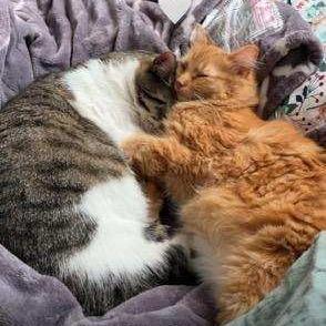 Brandy (c2025), a Adoptable Domestic Long Hair in Skokie, IL image 6/6