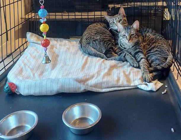 Violet and Prada, Young Female Domestic Short Hair