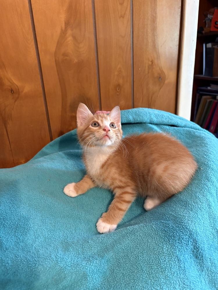 Cara Cara, Adoptable, Kitten Female Domestic Short Hair.