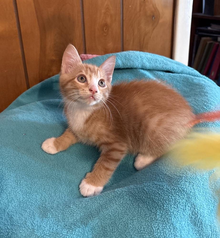 Cara Cara, a Adoptable Domestic Short Hair in Saint Augustine, FL image 2/2
