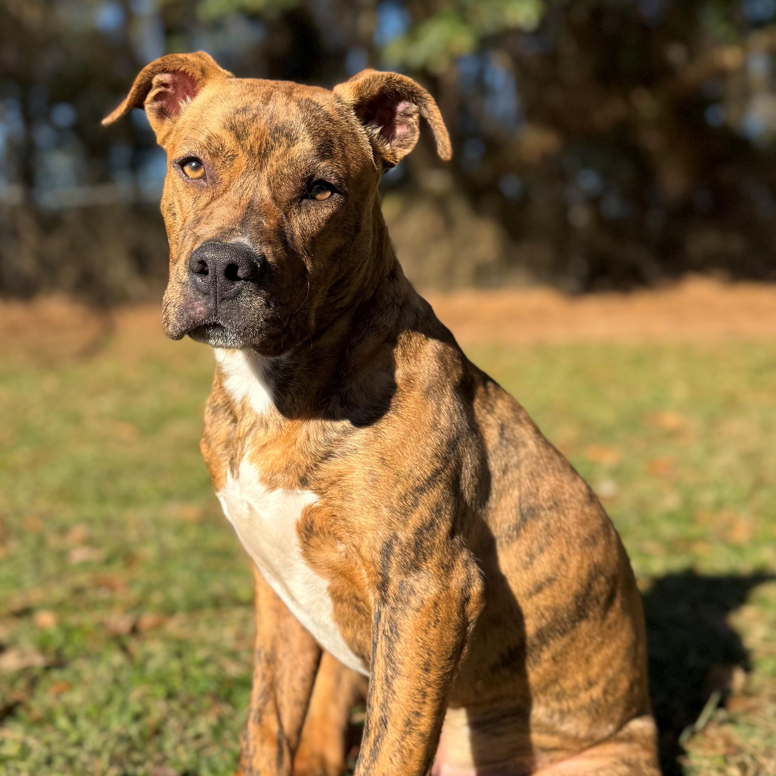 Sausage, adopted, Young Male Mixed Breed.