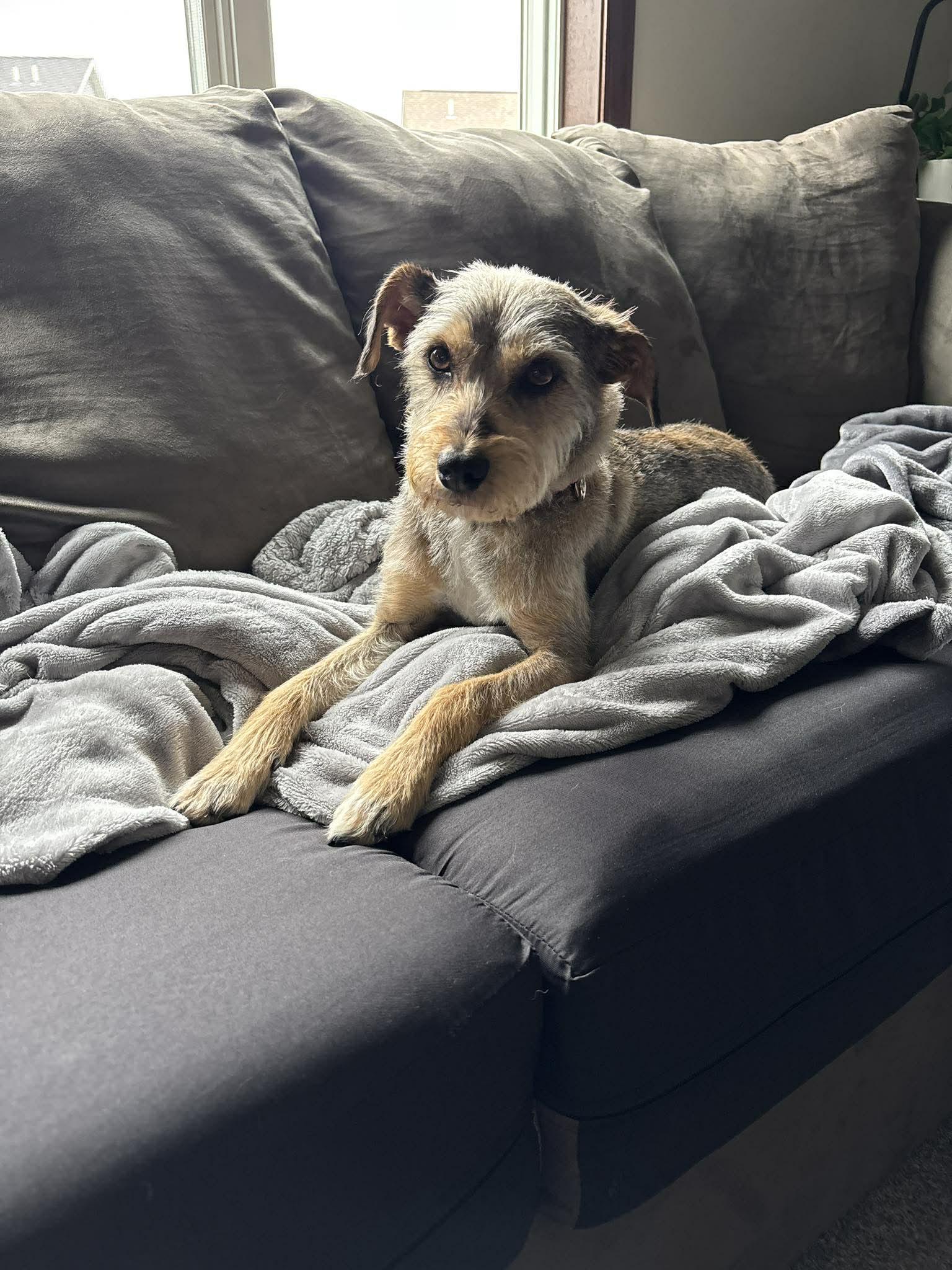 Ruby, a Adopted mixed breed in Mankato, MN image 1/3