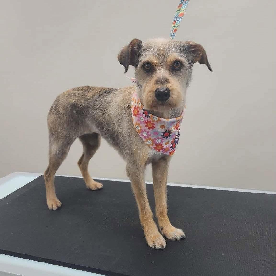 Ruby, a Adopted mixed breed in Mankato, MN image 2/3