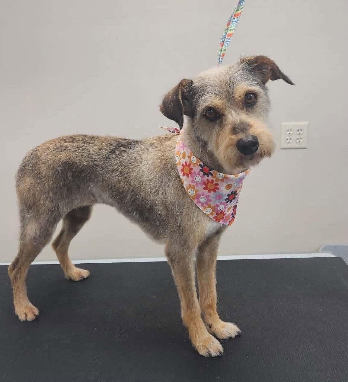 Ruby, a Adopted mixed breed in Mankato, MN image 3/3