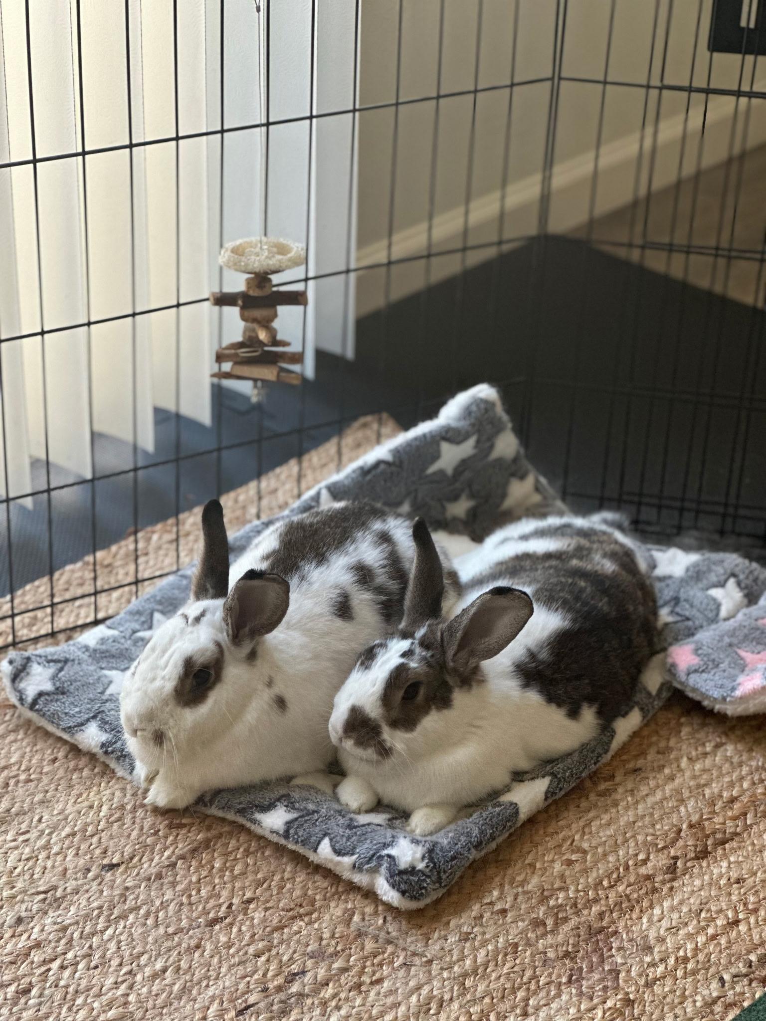 Enlarge Hadley (daughter of a bonded pair), a Adoptable American in Fair Oaks, CA image 2/2