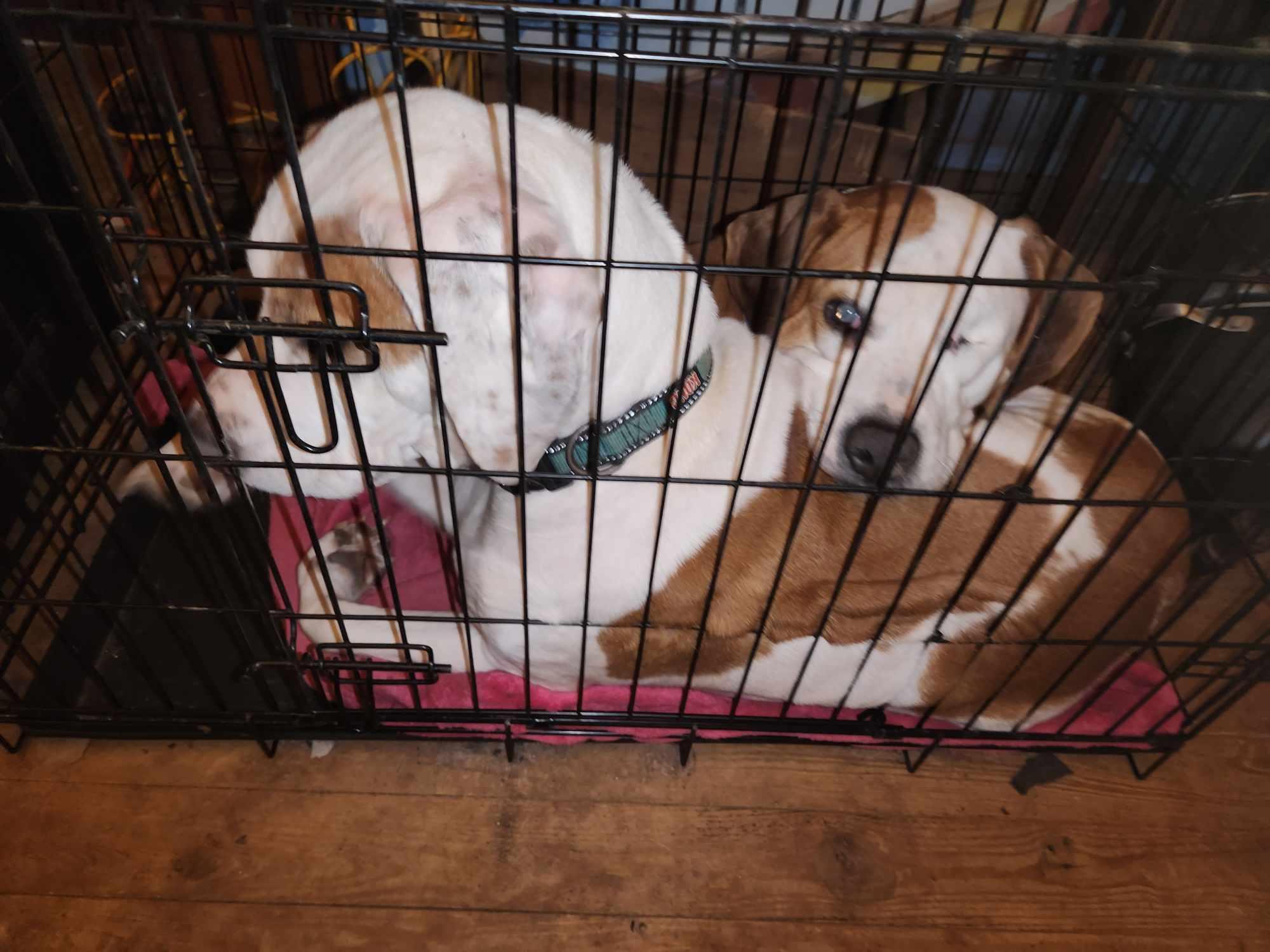 Sweet baby Rae, Adoptable, Adult Female Hound.