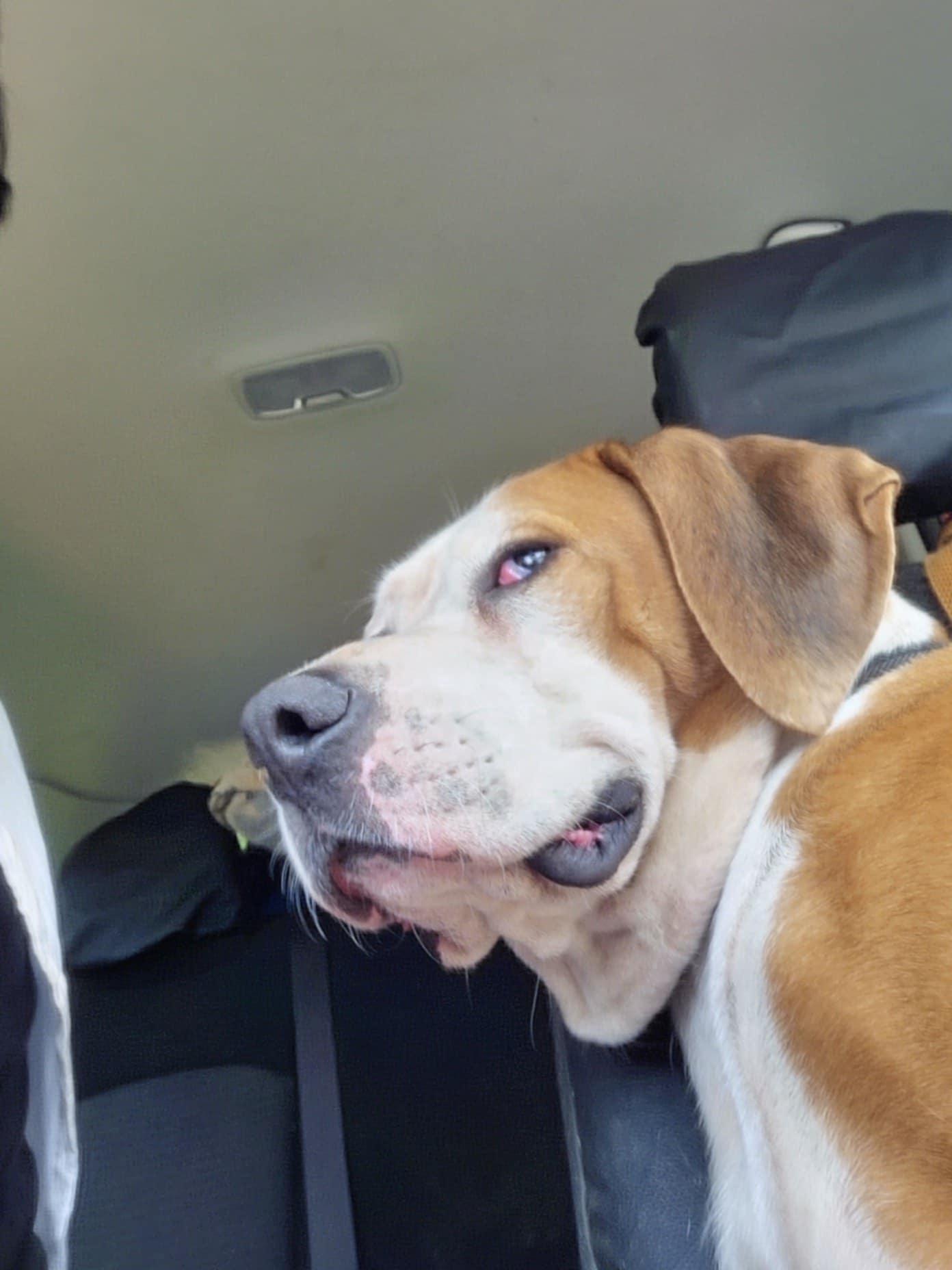 Enlarge Sweet baby Rae, a Adoptable mixed breed in Six Mile, SC image 2/3