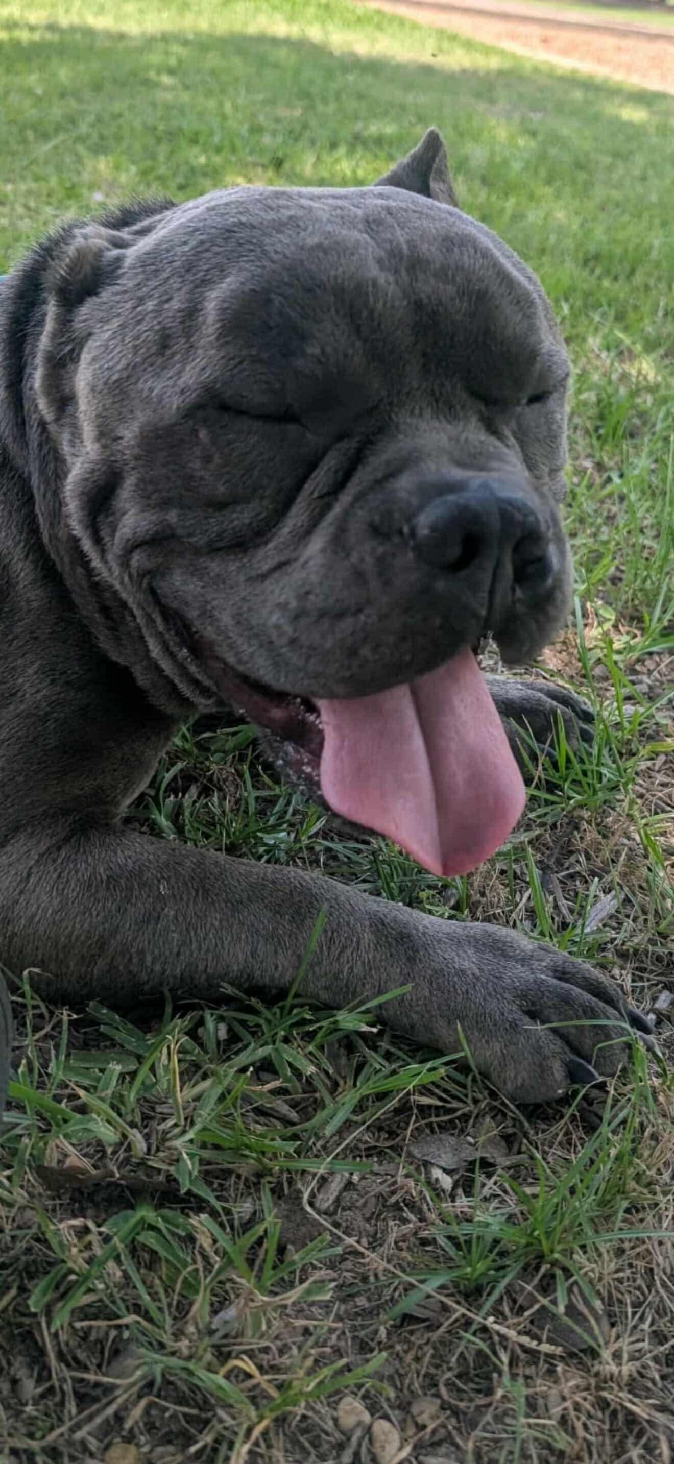 Gremmy, Adoptable, Adult Male American Staffordshire Terrier.