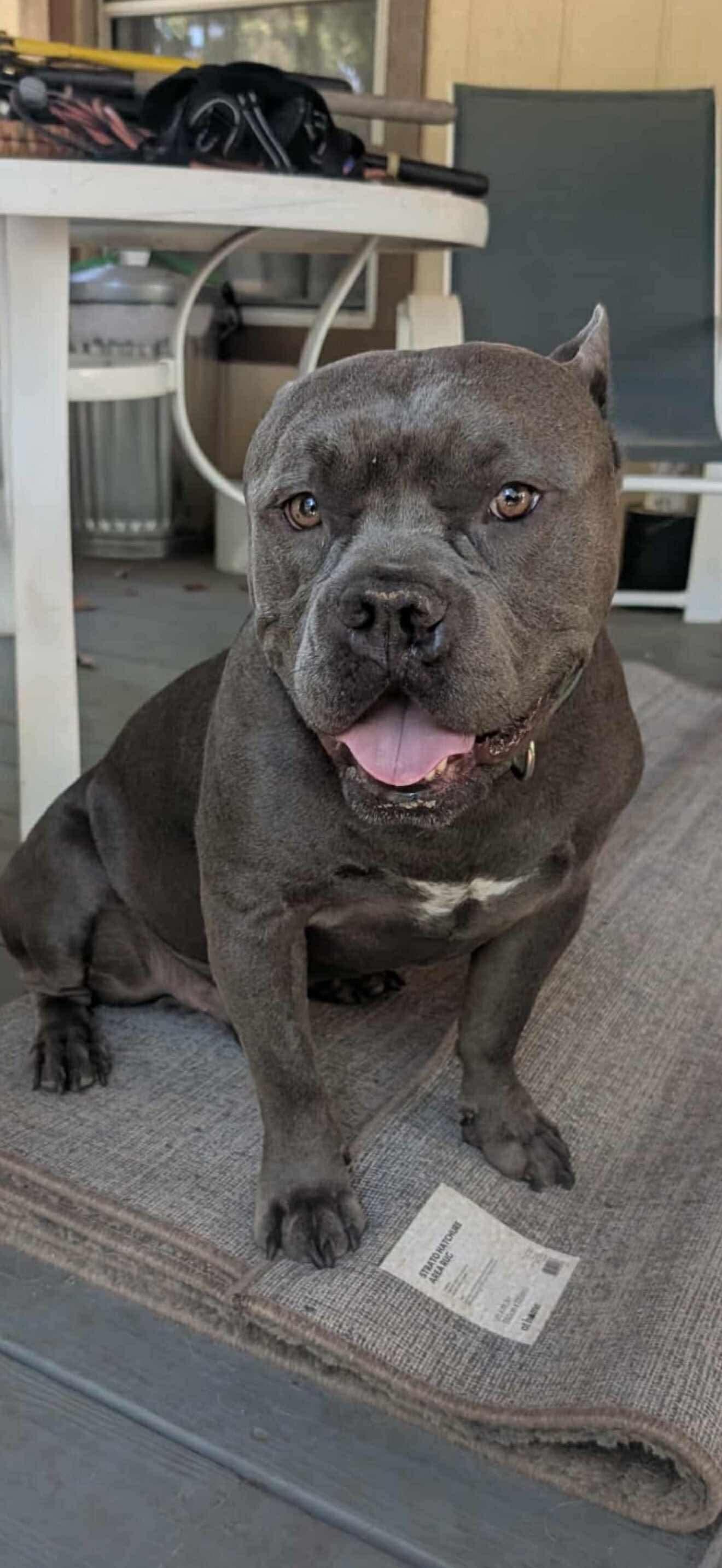 Gremmy, Adoptable, Adult Male American Staffordshire Terrier.