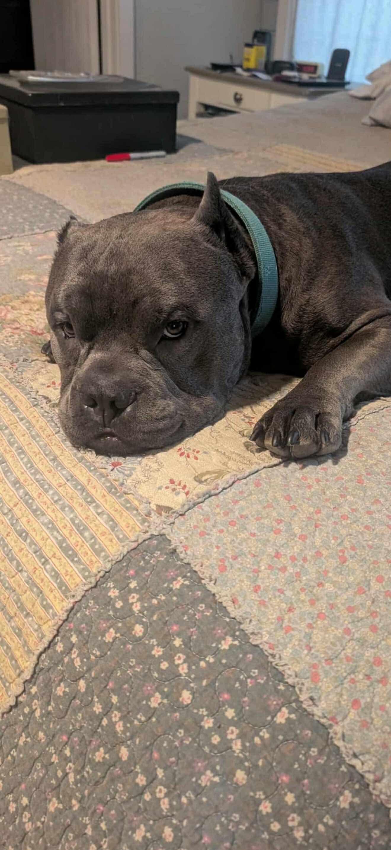 Gremmy, a Adoptable American Staffordshire Terrier in Dallas, TX image 2/3