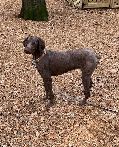 Pixie, an adopted Standard Poodle in Pensacola, FL image 2/3