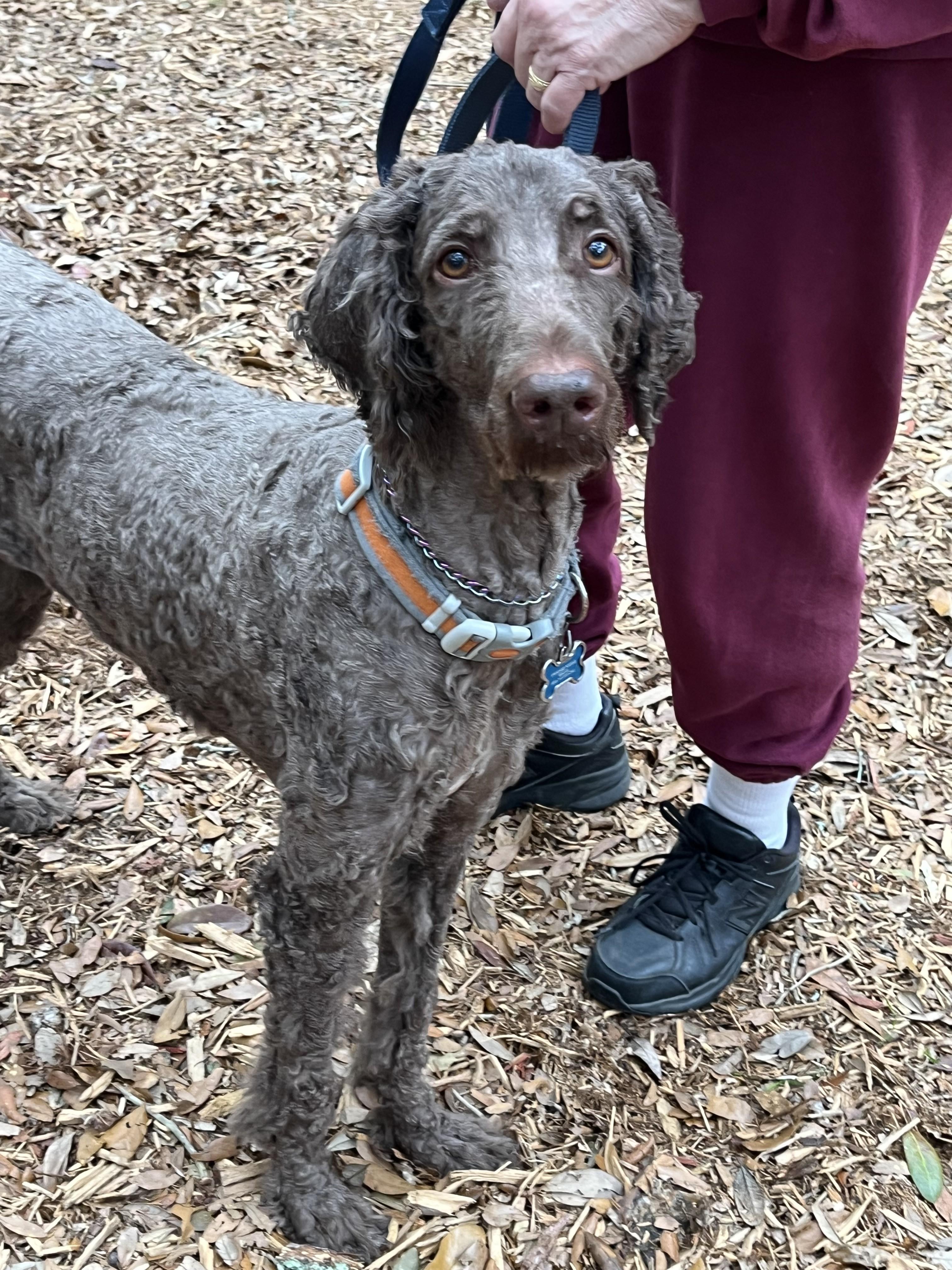 Pixie, an adopted Standard Poodle in Pensacola, FL image 3/3