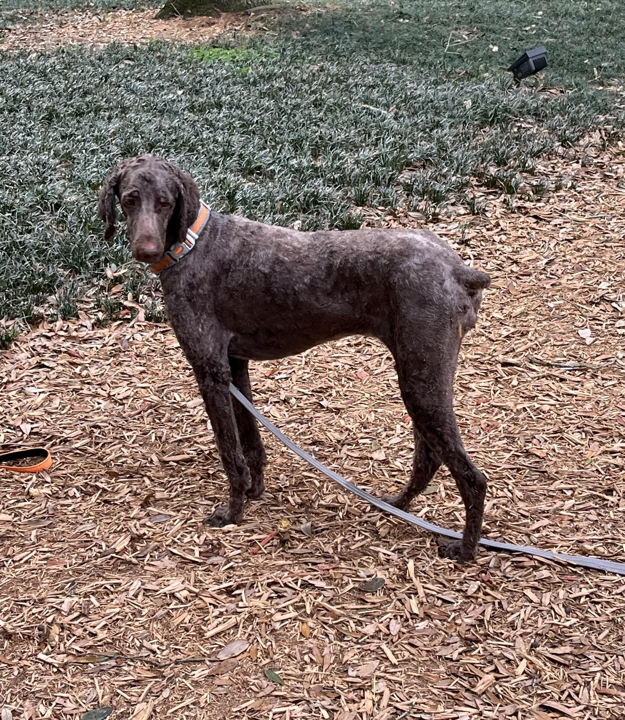 Pixie, adopted, Adult Female Standard Poodle.