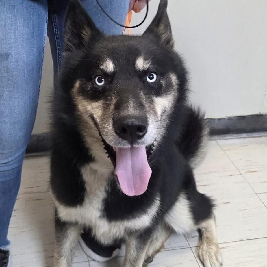 Valko, Adoptable, Adult Male Husky & Shepherd.