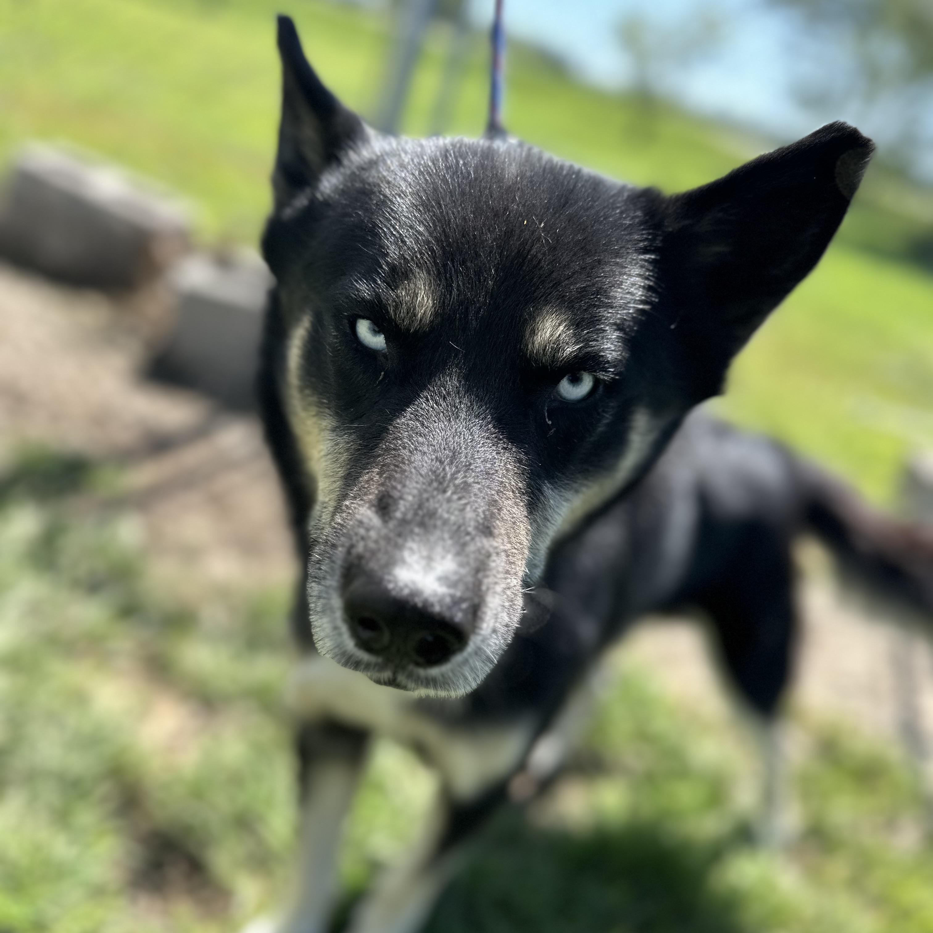 Valko, a Adoptable mixed breed in Trenton, MO image 2/2