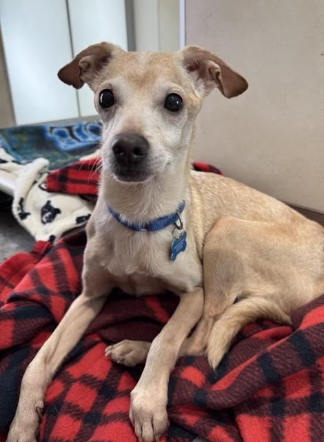 Enlarge Thor, an adopted mixed breed in Berkeley, CA image 3/3