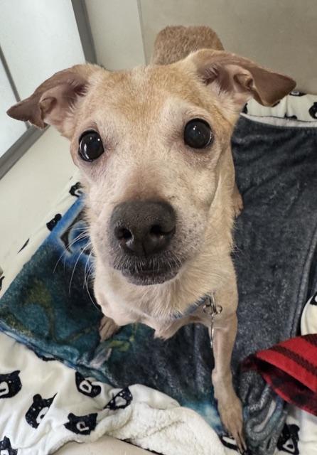 Enlarge Thor, an adopted mixed breed in Berkeley, CA image 2/3