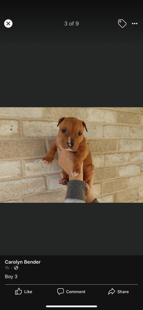Oak, Adopted, Puppy Male Staffordshire Bull Terrier.