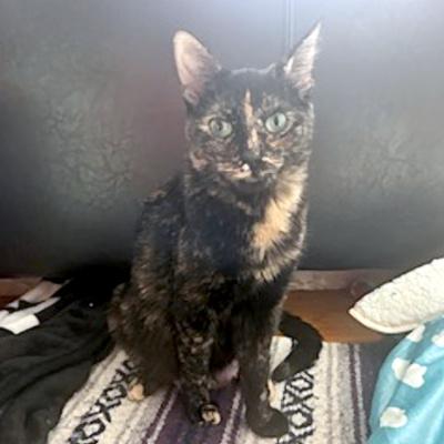 Enlarge Luna, a ADOPTABLE Domestic Short Hair in Mississauga, ON image 2/5