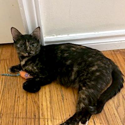 Enlarge Luna, a ADOPTABLE Domestic Short Hair in Mississauga, ON image 5/5